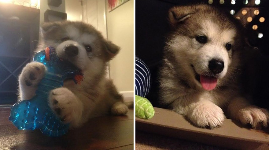 Antes y ahora: Este perro destruye todos los peluches menos este