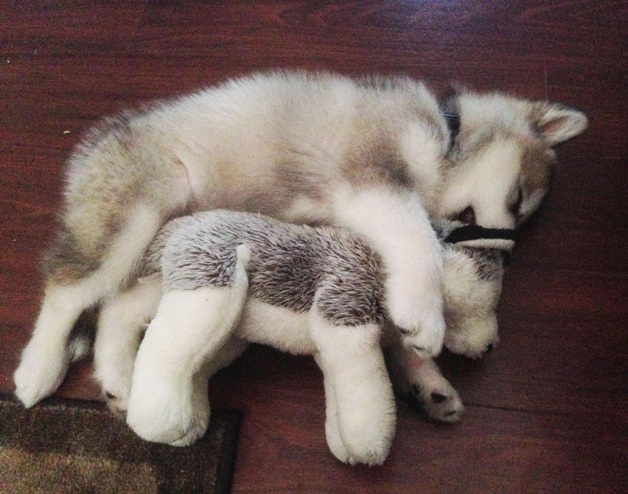 Antes y ahora: Este perro destruye todos los peluches menos este