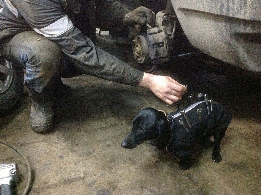 Este adorable perro con herramientas ayuda a los humanos a arreglar coches