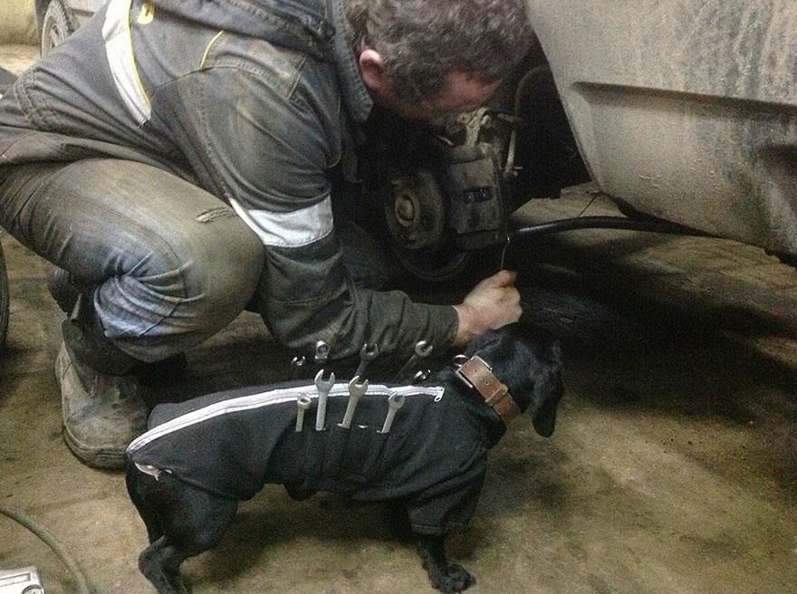 Este adorable perro con herramientas ayuda a los humanos a arreglar coches