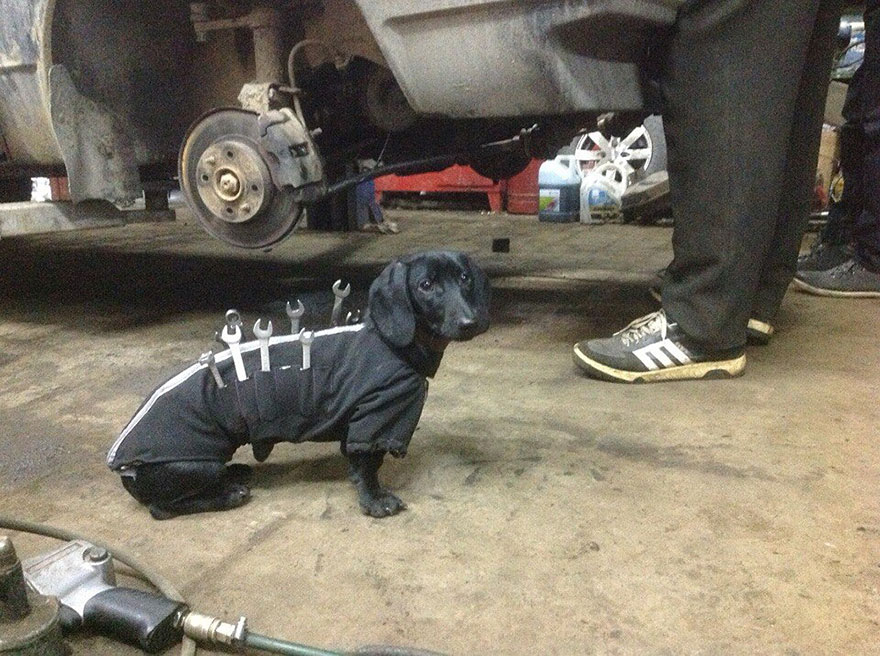 Este adorable perro con herramientas ayuda a los humanos a arreglar coches