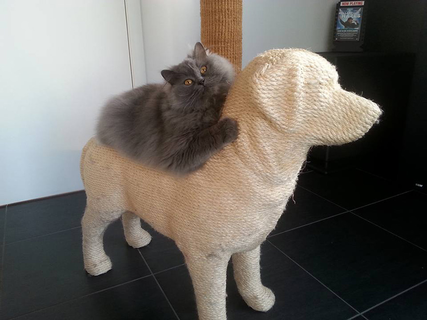 Este rascador en forma de perro proporciona a los gatos una dulce venganza