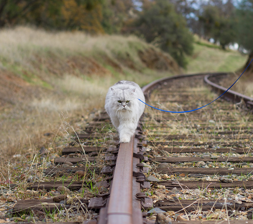 gandalf-gato-viajero (7)