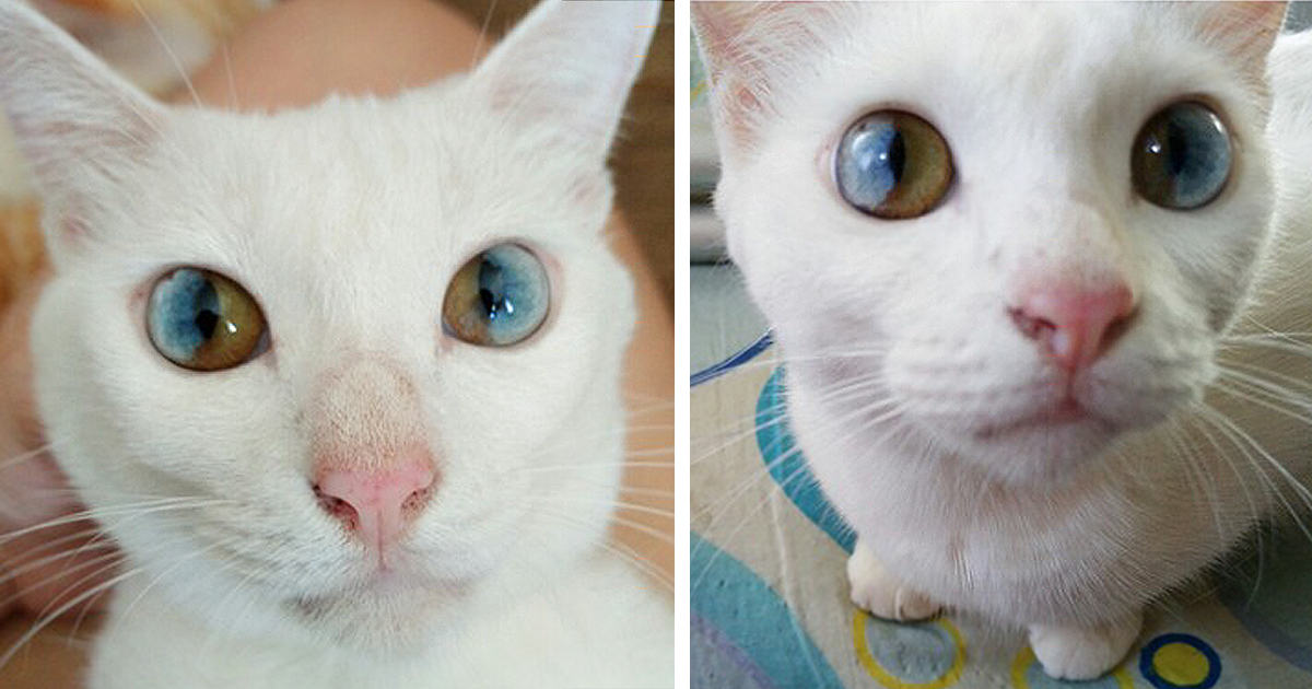 Cat Scratched Dog S Eye Bleeding Cat Scratched Dog S Eye Bleeding