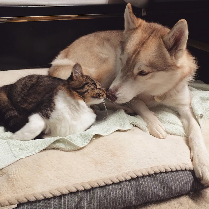 Estos 3 huskies se hicieron los mejores amigos de este gato tras salvarlo de morir