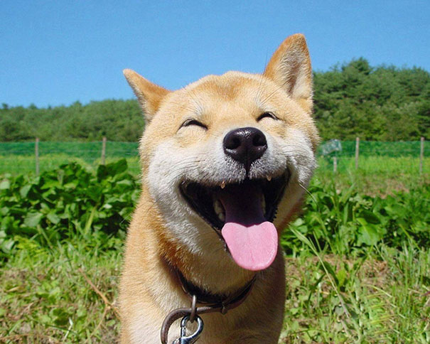25 animales sonriendo que instantáneamente van a contagiarte su espectacular sonrisa