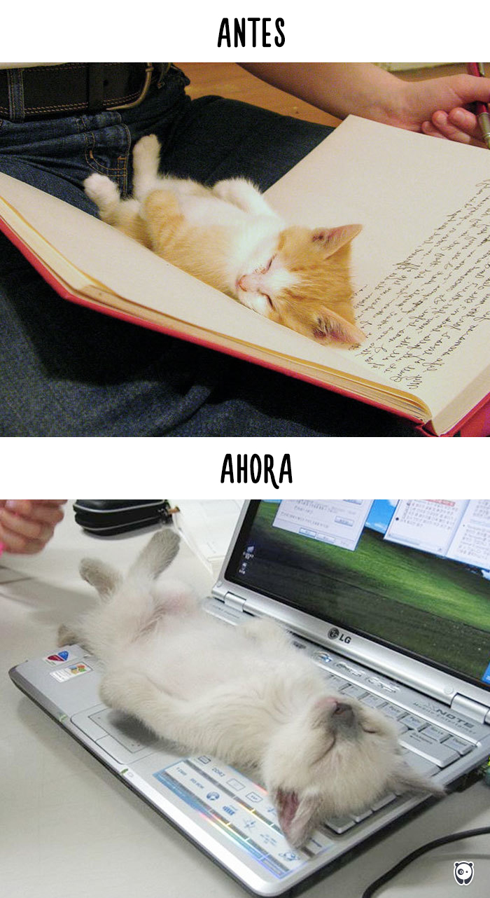 Antes y ahora: Cómo la tecnología ha cambiado la vida de los gatos
