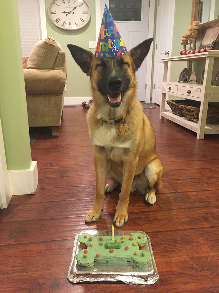 20 Animales celebrando su cumpleaños de la mejor forma