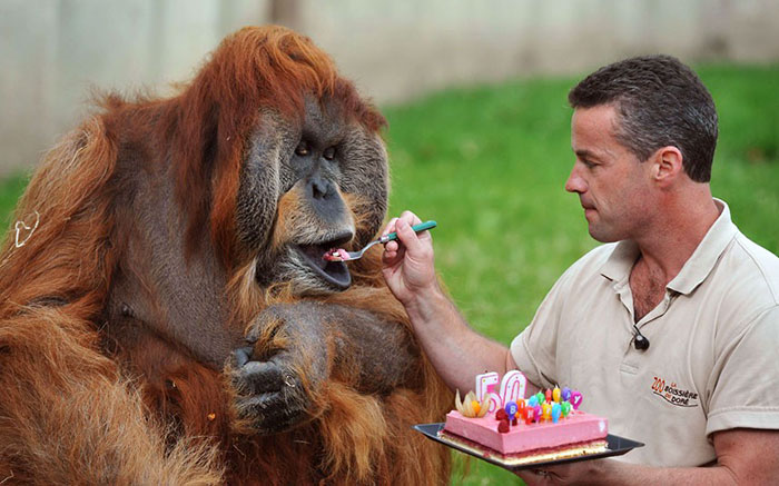 20 Animales celebrando su cumpleaños de la mejor forma