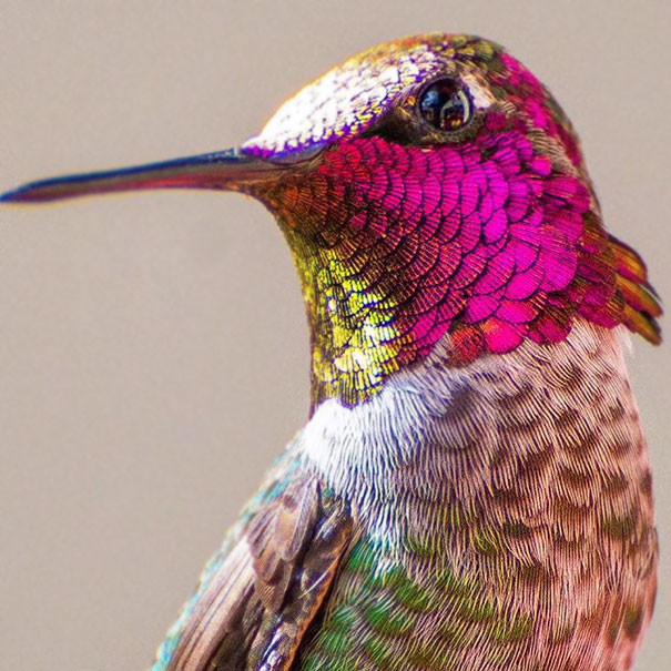 Esta usuaria de Instagram capta la diminuta belleza de los colibríes