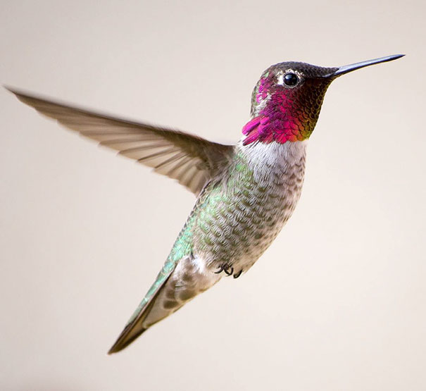 Esta usuaria de Instagram capta la diminuta belleza de los colibríes