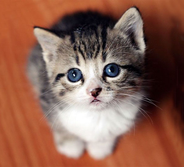 15 Gatitos bizcos que demuestran que no hay que ser perfecto para ser amado