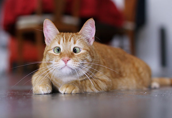 15 Gatitos bizcos que demuestran que no hay que ser perfecto para ser amado