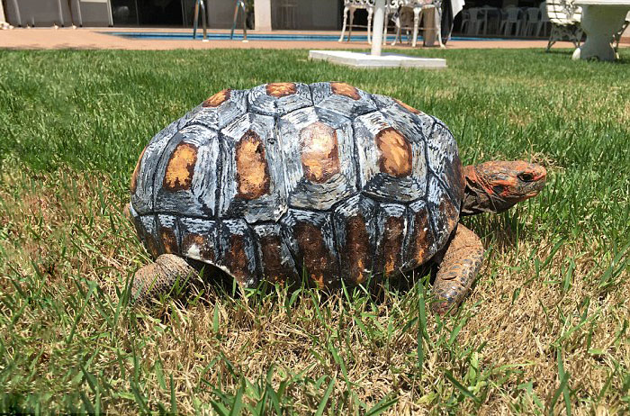 tortuga-freddy-caparazon-3d-animal-avengers (4)