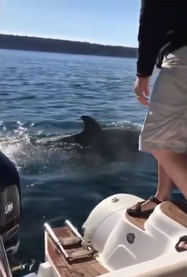 foca-barco-huida-orcas-canada (1)