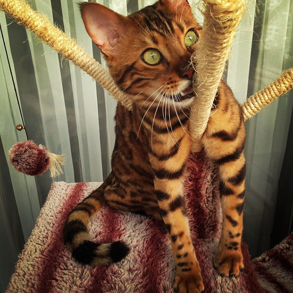 gato-bengala-thor-instagram (1)