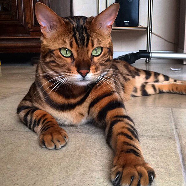 gato-bengala-thor-instagram (3)