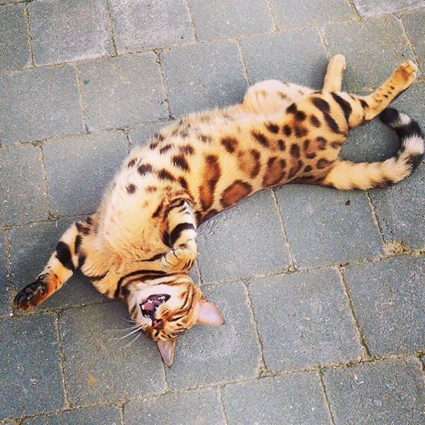 gato-bengala-thor-instagram (8)
