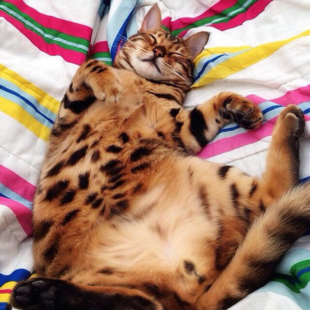 gato-bengala-thor-instagram (9)