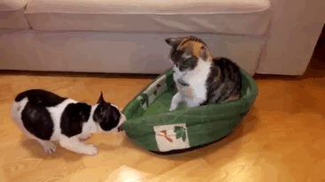 gatos-robando-cama-perros (1)
