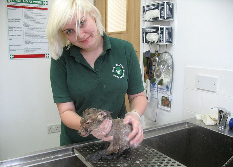rescate-animal-irreconocible-barro-muddsey-londres (1)