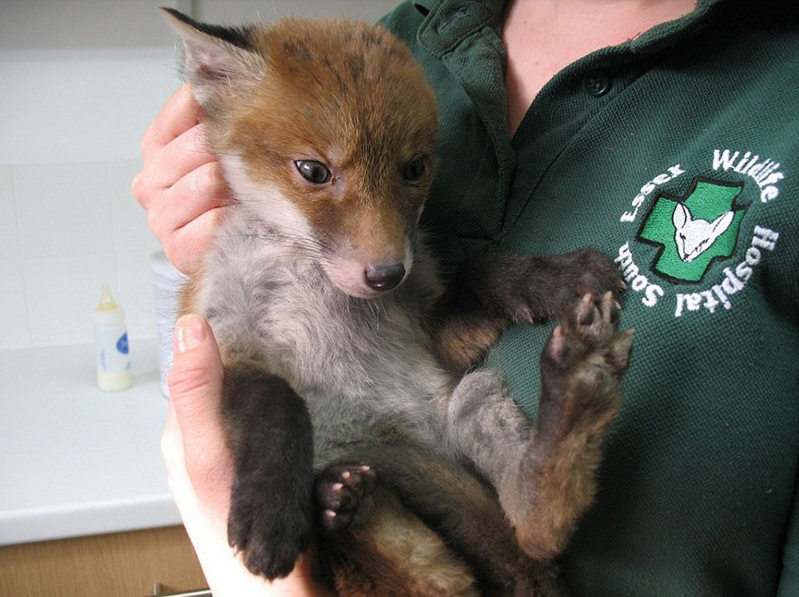 rescate-animal-irreconocible-barro-muddsey-londres (2)