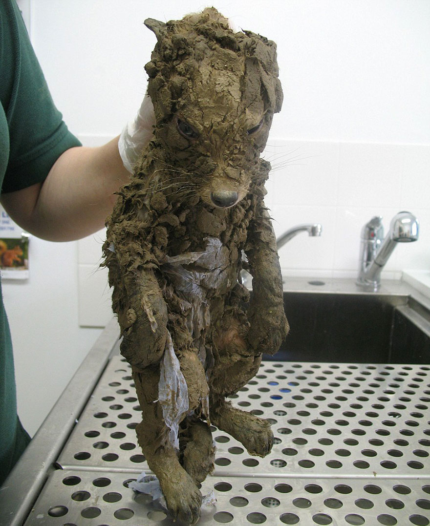 rescate-animal-irreconocible-barro-muddsey-londres (3)