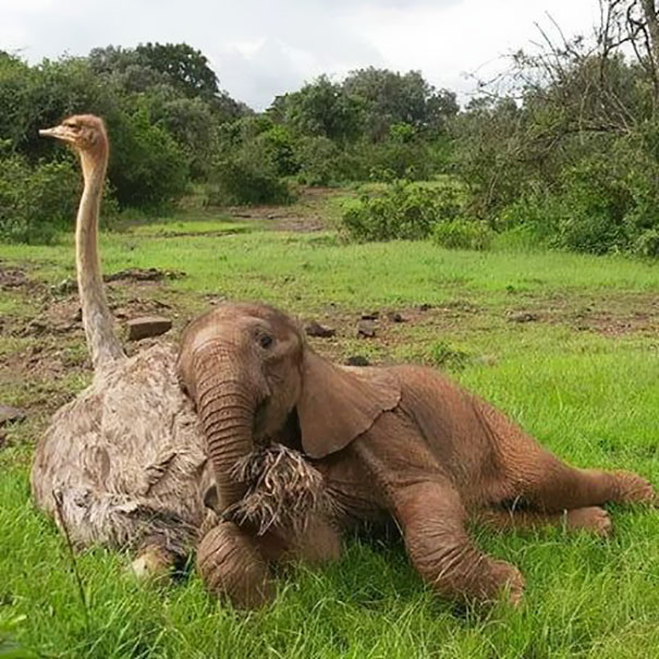 amistad-animales-huerfanos-avestruz-elefante (6)