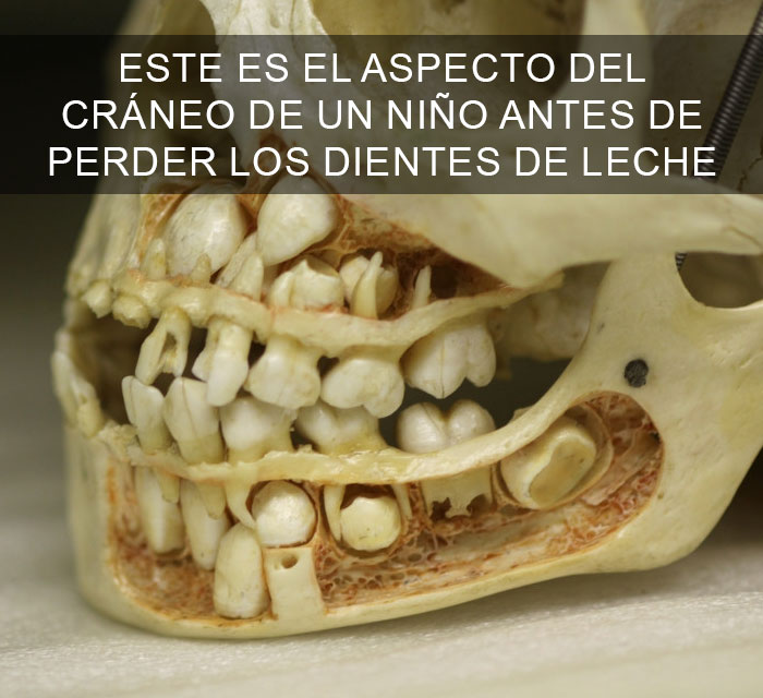 Datos-curiosos-1
