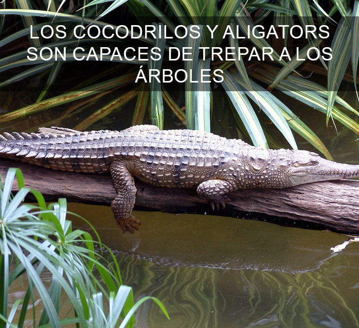 Datos-curiosos-10