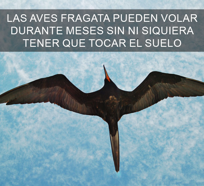 Datos-curiosos-13