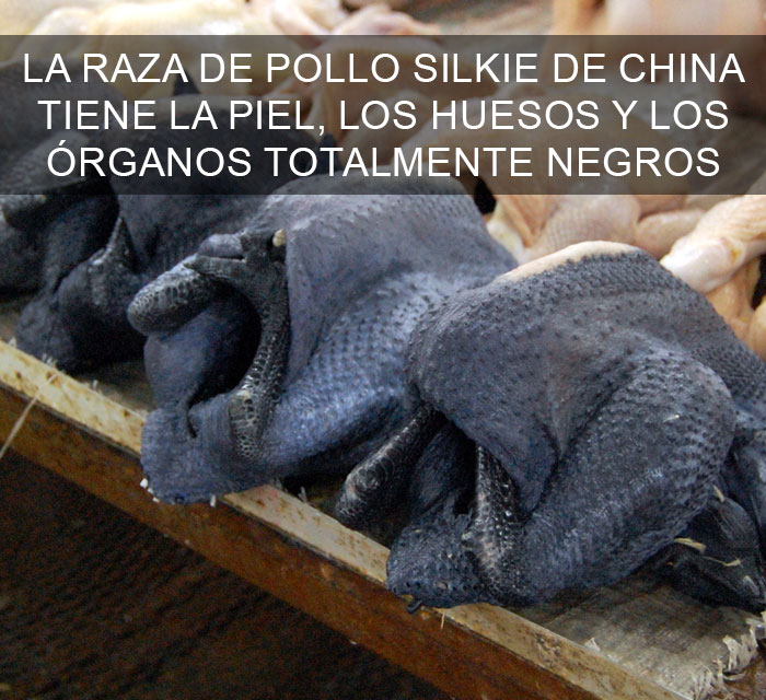 Datos-curiosos-15