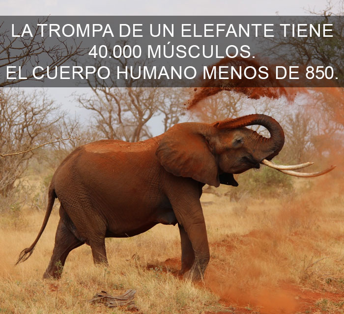 Datos-curiosos-4