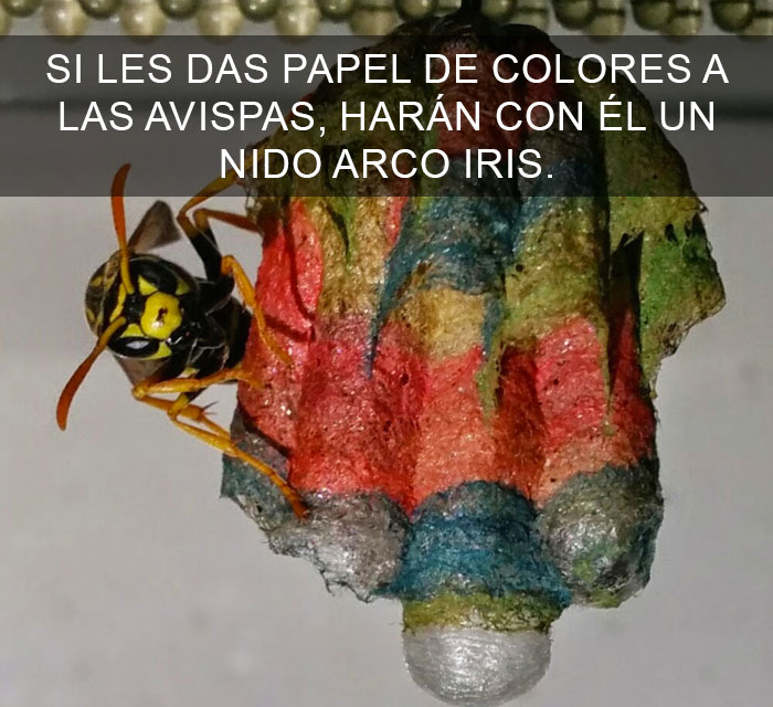 Datos-curiosos-6