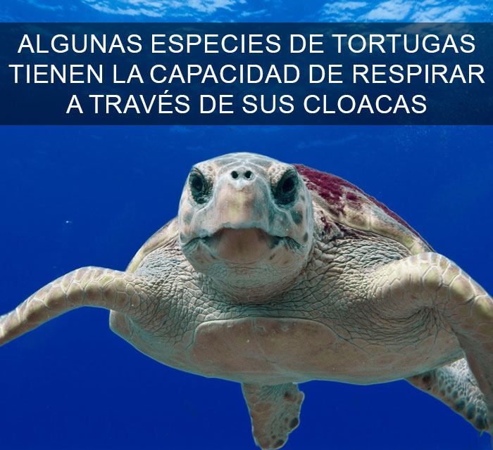 Datos-curiosos-7
