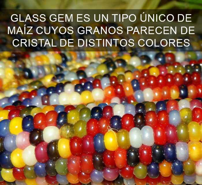 Datos-curiosos-8