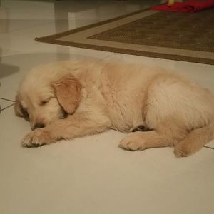 Recién Llegada A Casa Con Mes Y Medio (16/6/2016) Recién Llegada A Casa Con Mes Y Medio (16/6/2016)