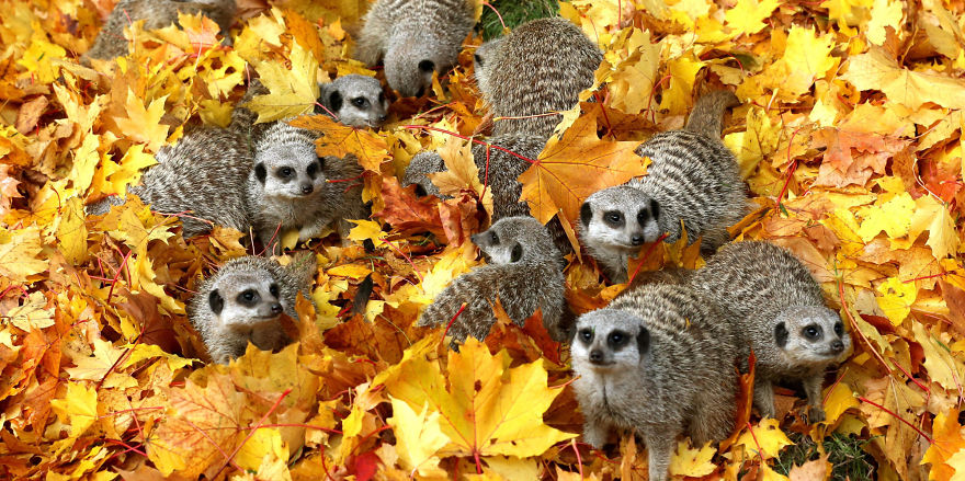 Suricatos En Otoño