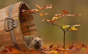 +15 Fotos De Animales Disfrutando De La Magia Del Otoño