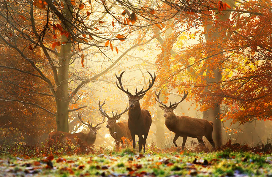 La magia del otoño - Página 2 Animales-Disfrutando-De-La-Magia-Del-Otoo6__880
