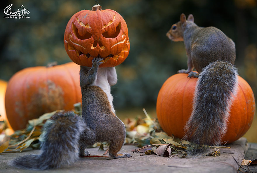 ardilla-robando-calabaza-max-ellis-1