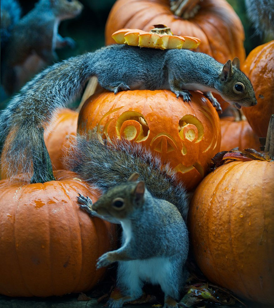 ardilla-robando-calabaza-max-ellis-2