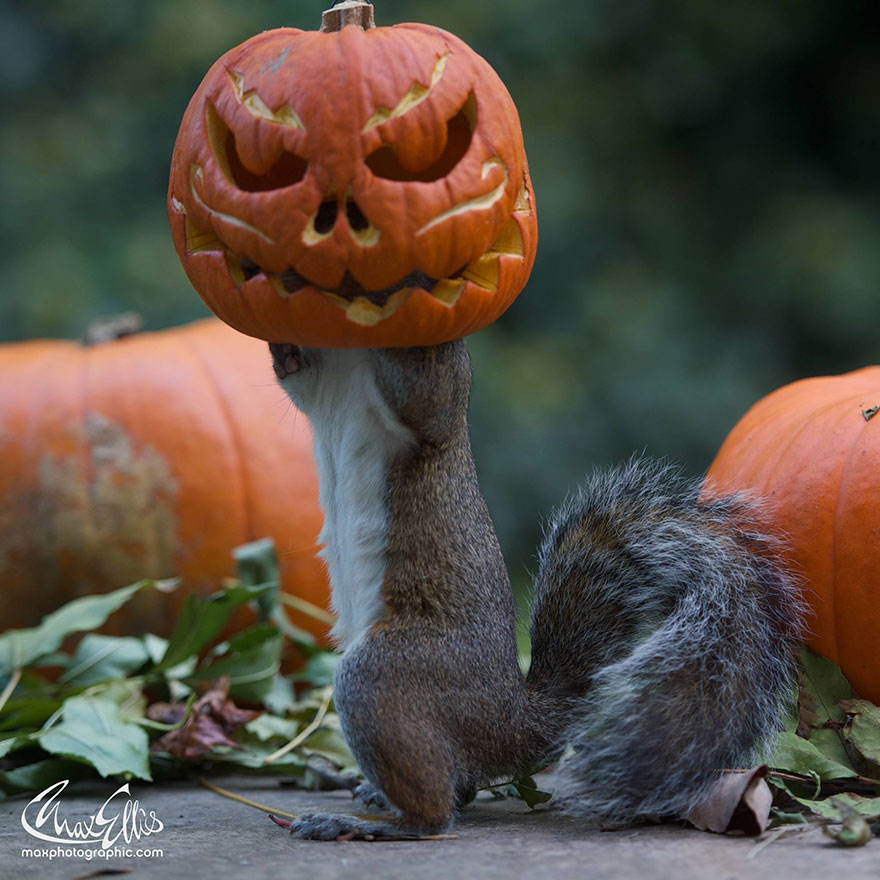 ardilla-robando-calabaza-max-ellis-3