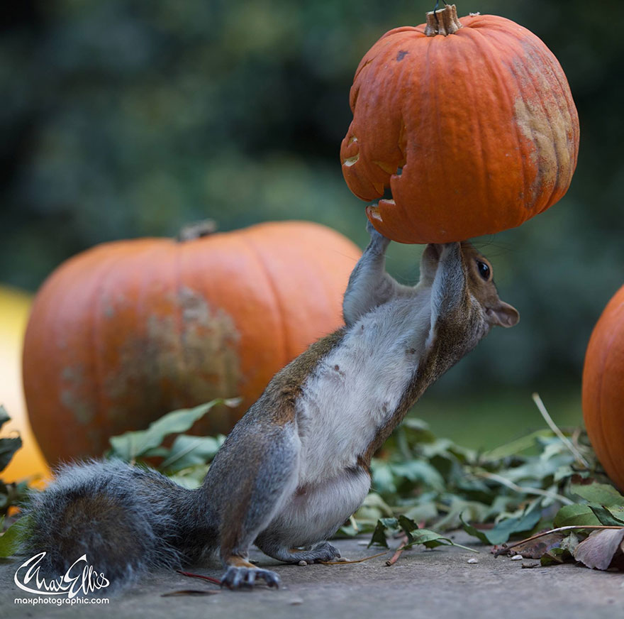 ardilla-robando-calabaza-max-ellis-5