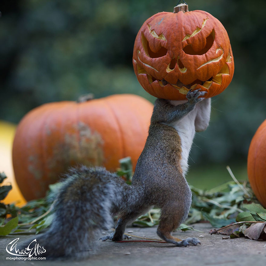 ardilla-robando-calabaza-max-ellis-6