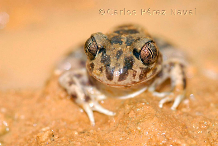 carlos-perez-naval-joven-fotografo-11__700
