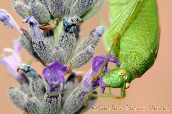 carlos-perez-naval-joven-fotografo-5