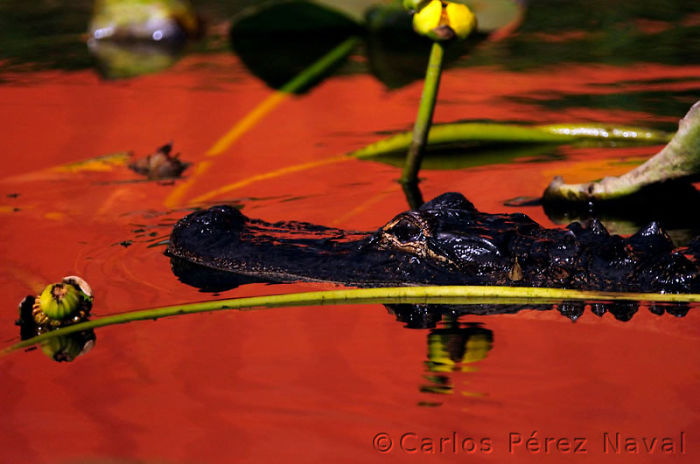 carlos-perez-naval-joven-fotografo-9__700