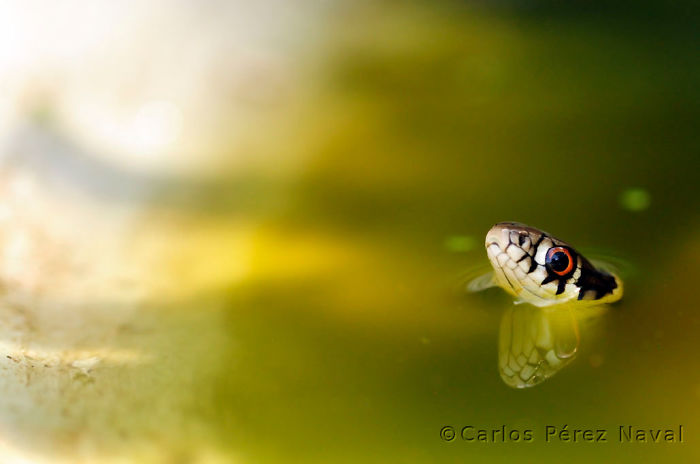 carlos-perez-naval-joven-fotografo-__700