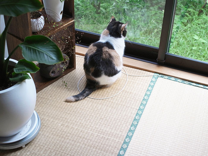como-atrapar-gato-en-circulo-11